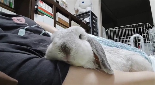 ぺそーんとするうさぎ