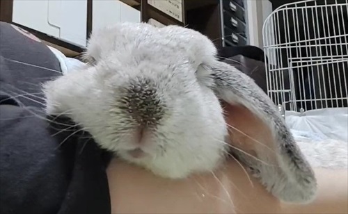 腕まくらしてって甘えてくるうさぎさん