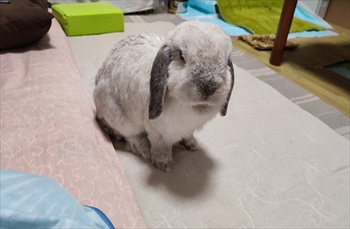 寝ようと誘ううさぎ