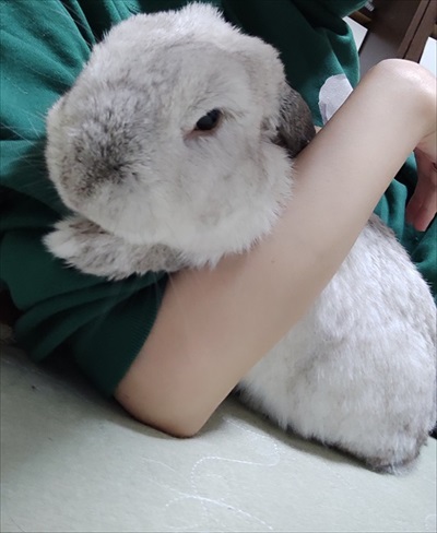 ぎゅっとするうさぎ