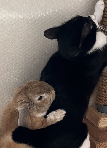 £たかこ£様お問い合わせ　和風　ネコ柄　猫ちゃん　ウサギさん　うさぎ柄 sddefault.jpg