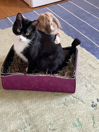 猫「うんとこしょ！」うさぎ「どっこいしょ！」 童話『おおきな