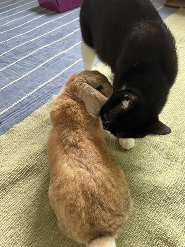 かわいい猫とうさぎ