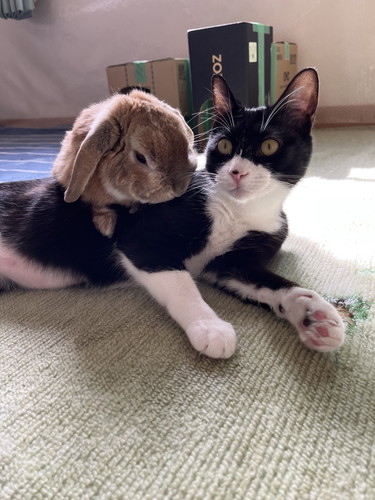 猫に乗るうさぎ