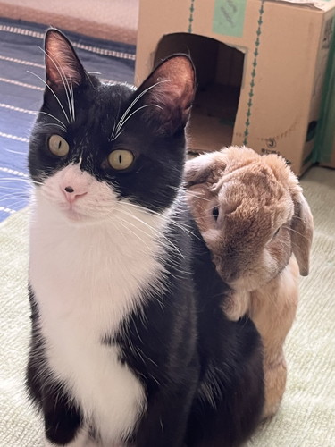 猫とうさぎ