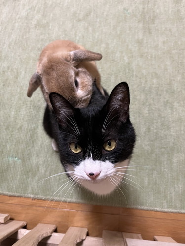 仲良しな猫とうさぎ