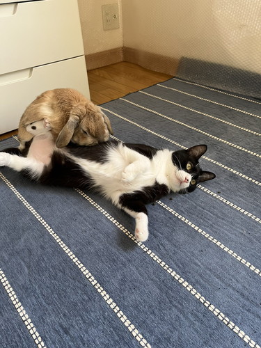 ラブラブな猫とうさぎ