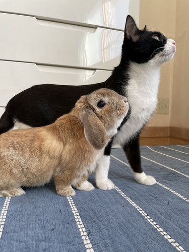 かわいい猫とうさぎ