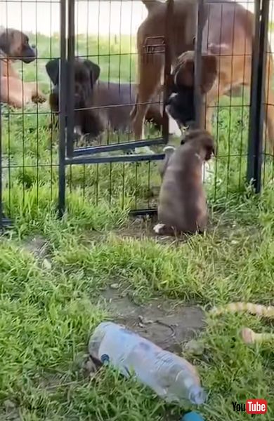 頭で扉を開ける犬