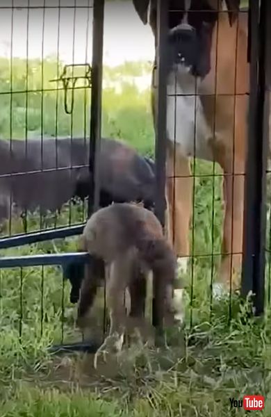 脱走する寸前の犬