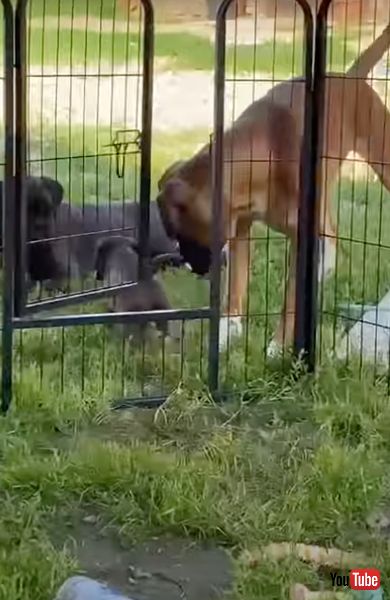 脱走成功した犬