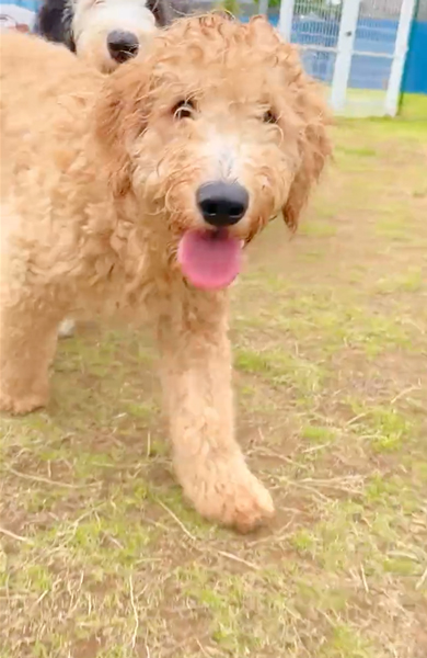 走る大型犬