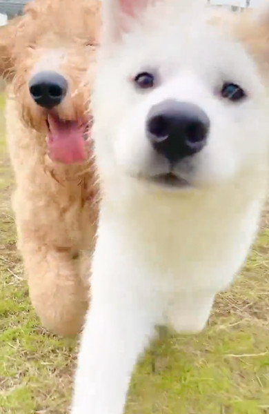 走る大型犬