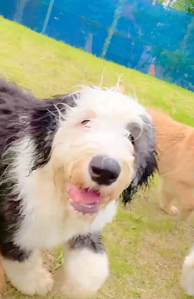 ニコニコな大型犬