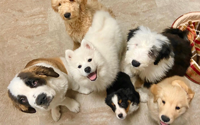 たくさんの大型犬