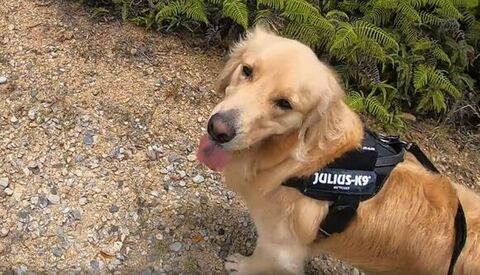 お散歩中に笑顔で飼い主さんを見つめる