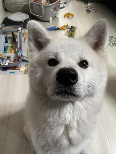 お座りしてアップ