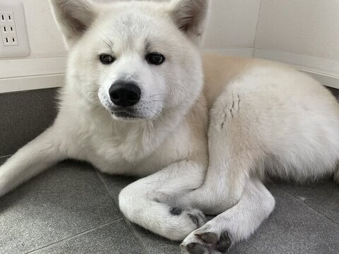 後ろ足と前足が絡まってる