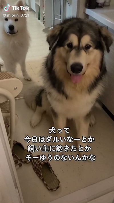 アラスカンマラミュート