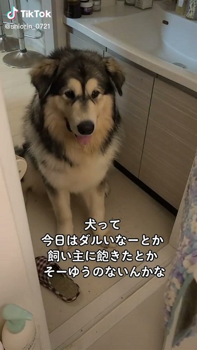 デカモフわんこ