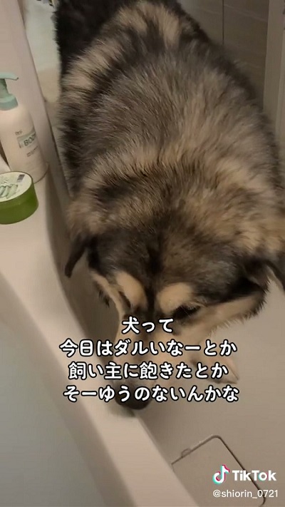 かわいい大型犬