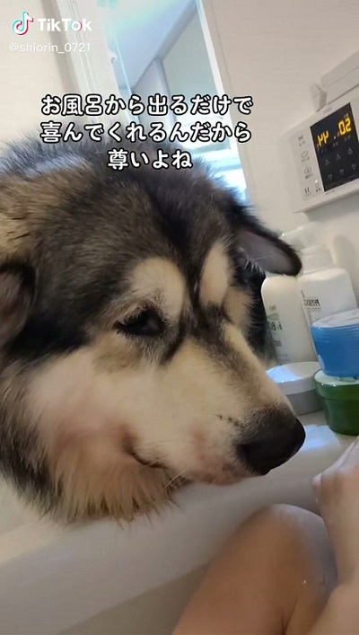 甘えん坊なアラスカンマラミュート