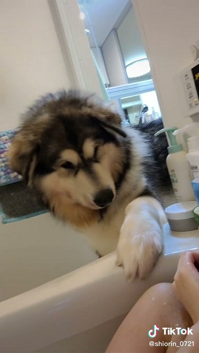 お風呂に入るアラスカンマラミュート