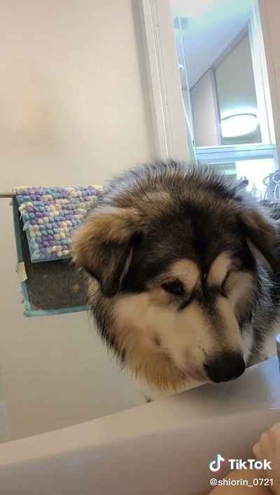 甘えん坊のデカワンコ