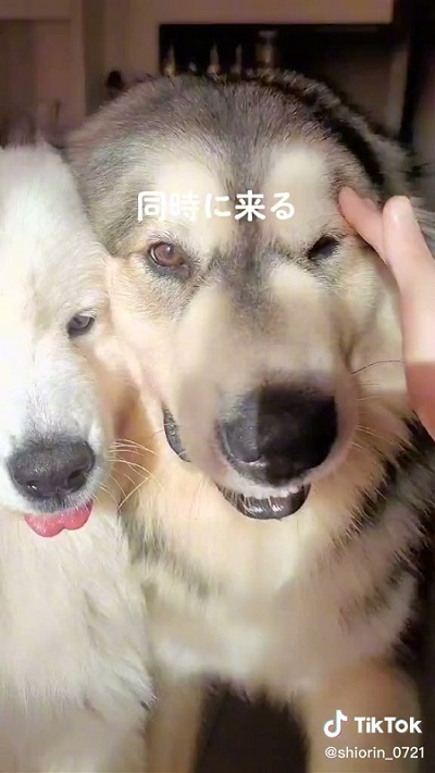 サモエドとアラスカンマラミュート