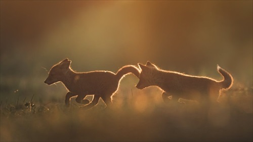 子狐兄弟が鬼ごっこ