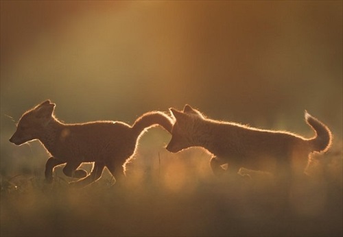 子狐兄弟が鬼ごっこアップ