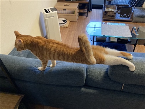 伸びる猫ちゃんがかわいい