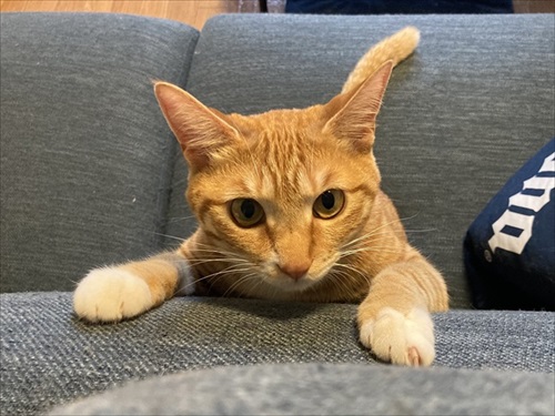 伸びる猫ちゃんがかわいい