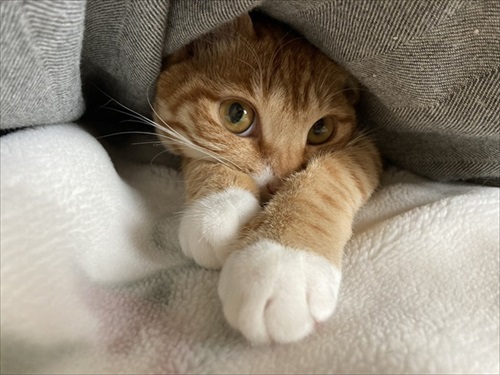伸びる猫ちゃんがかわいい