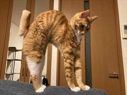 伸びる猫ちゃんがかわいい