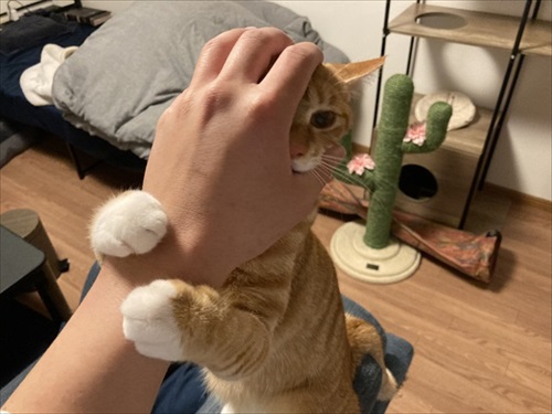 伸びる猫ちゃんがかわいい