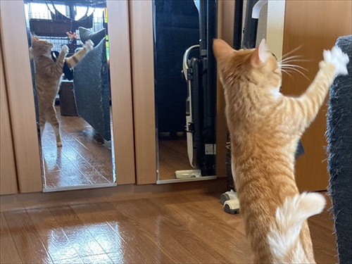 伸びる猫ちゃんがかわいい