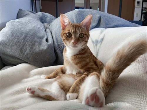 伸びる猫ちゃんがかわいい