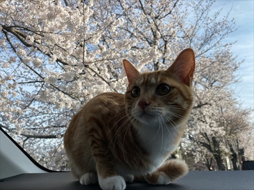 伸びる猫ちゃんがかわいい