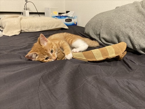 伸びる猫ちゃんがかわいい