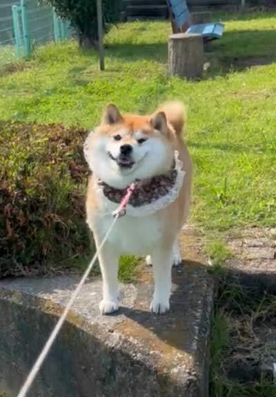 ハナちゃんトリミング