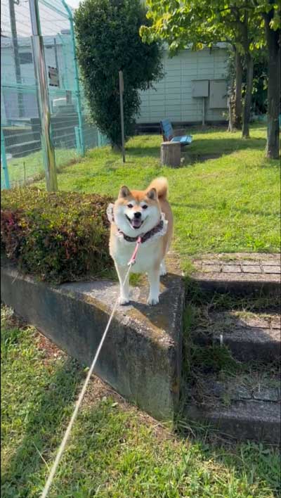 柴犬 笑顔 帰宅 拒否 散歩 抵抗