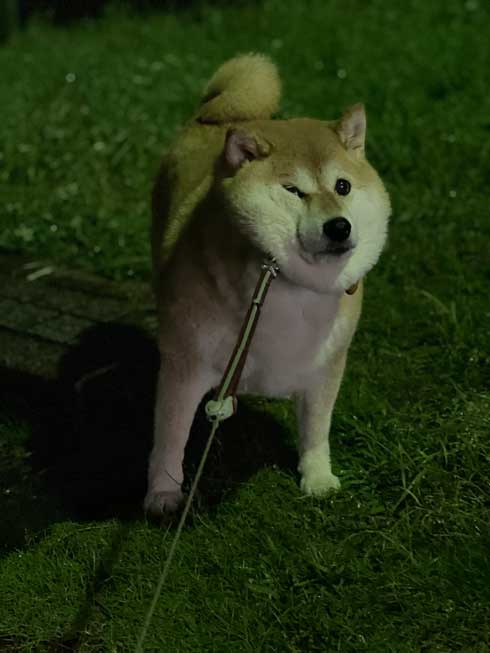 帰らないハナちゃん