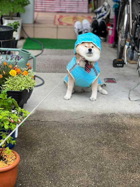 レインコートを着るハナちゃん