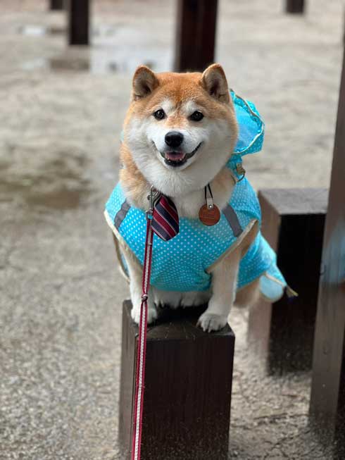 笑顔のハナちゃん