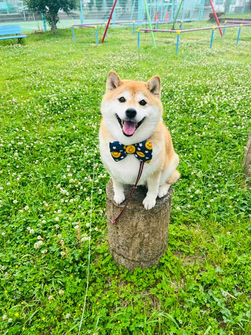 柴犬 笑顔 帰宅 拒否 散歩 抵抗