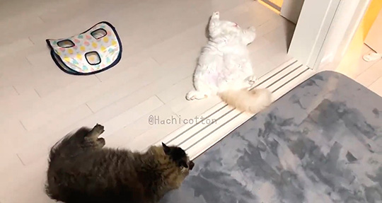 遊び疲れた猫