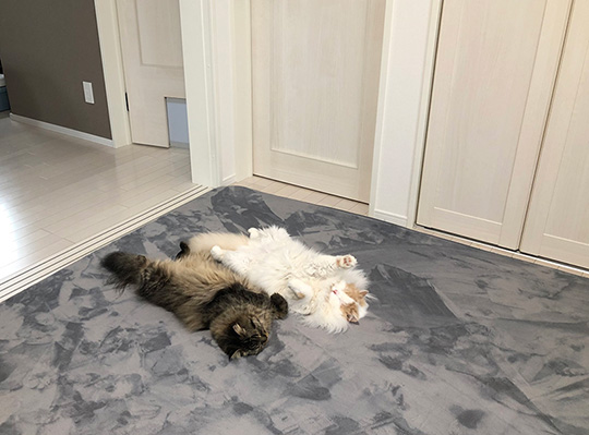 眠っている猫