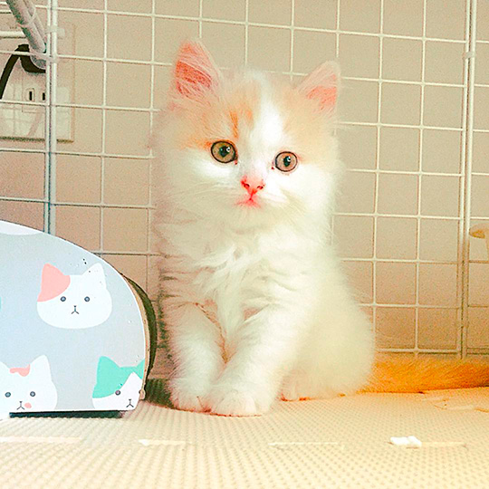 かわいい子猫