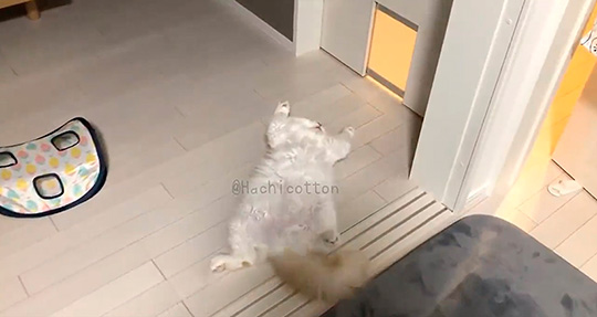 へそ天の猫